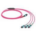 10m (33ft) MTP® Breakout Cable, MTP®-24 UPC (Female) to 3 x MTP®-8 UPC (Female), 24 Fibers, Multimode (OM4), Plenum (OFNP), 0.35dB Max, Type B, Magenta