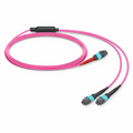 1m (3ft) MTP® Breakout Cable, MTP®-24 UPC (Female) to 2 x MTP®-12 UPC (Female), 24 Fibers, Multimode (OM4), Plenum (OFNP), 0.35dB Max, Type A, Magenta