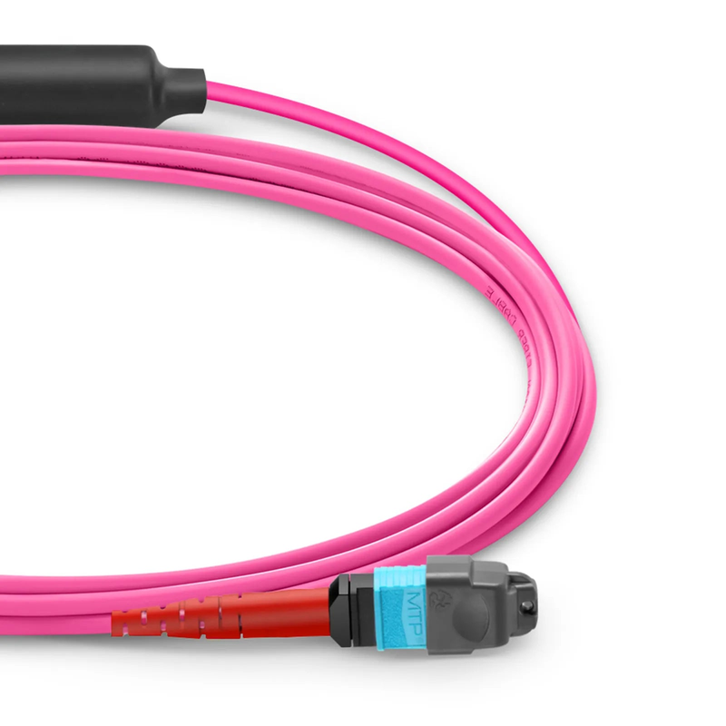 10m (33ft) MTP® Breakout Cable, MTP®-24 UPC (Female) to 2 x MTP®-12 UPC (Female), 24 Fibers, Multimode (OM4), Plenum (OFNP), 0.35dB Max, Type A, Magenta